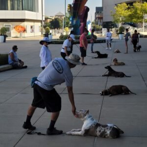 board and train dog training