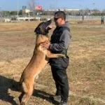 aggressive dog board and train