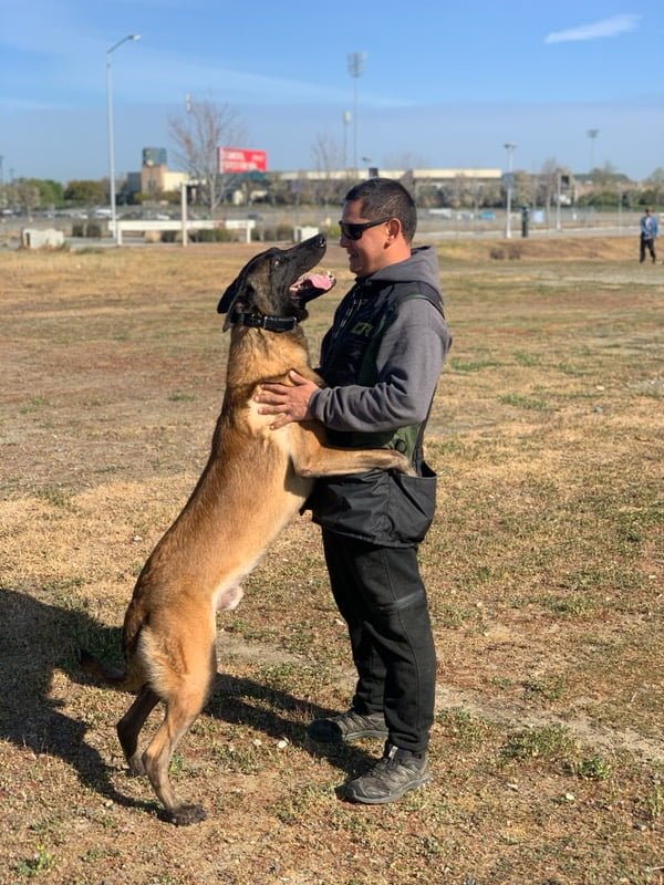 aggressive dog board and train