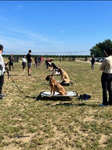 dog training boarding