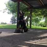 Video Thumbnail: Place bucket with Jax