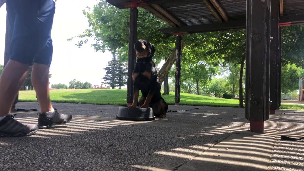 Video Thumbnail: Place bucket with Jax