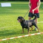 5 Signs Your Dog Needs Obedience Training Classes