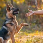 dog behaviorist sacramento
