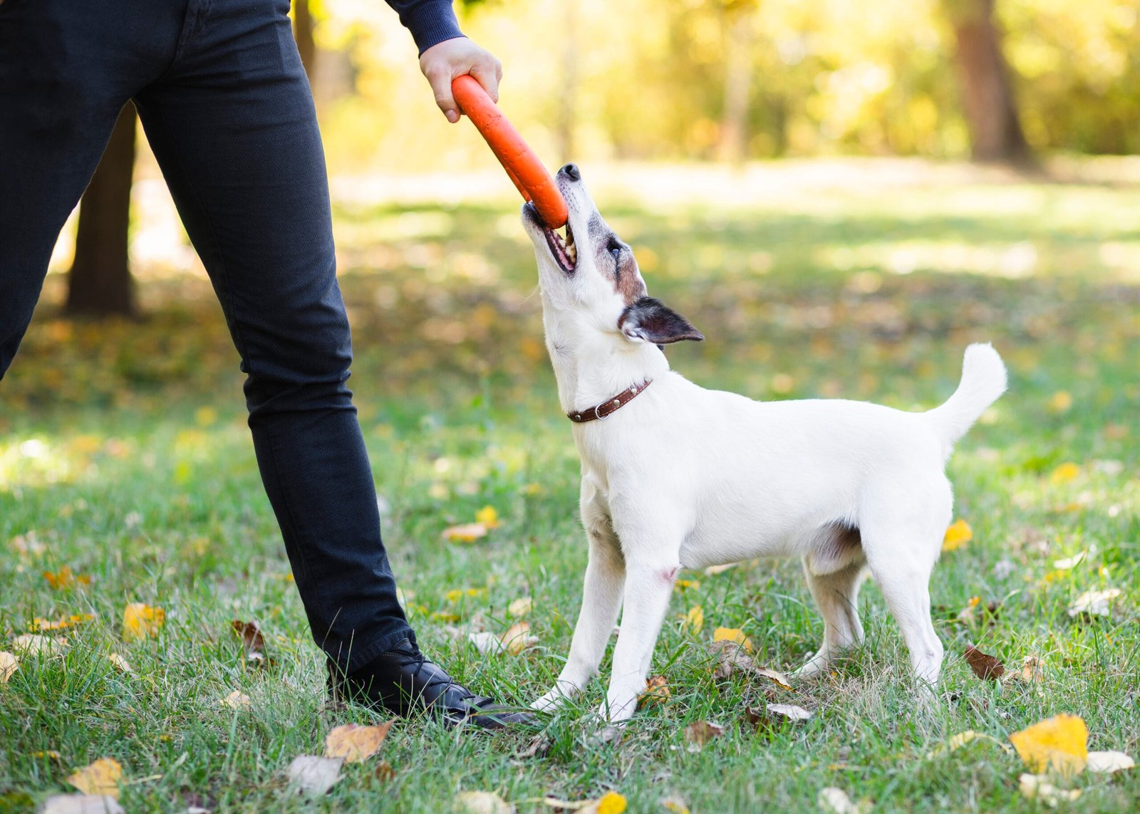 Dog Obedience Classes