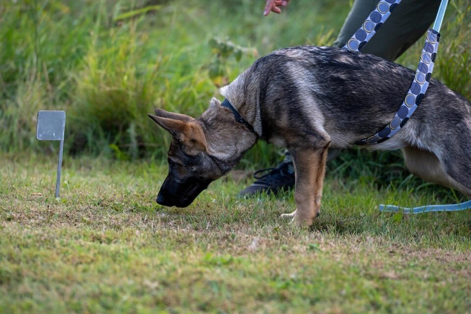 Dog Training Techniques