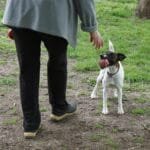 Puppy Training Mistakes