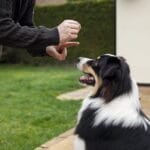 Dog-Obedience-Classes-scaled