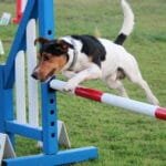 puppy-training-sacramento-1