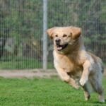 dog boarding for aggressive dogs