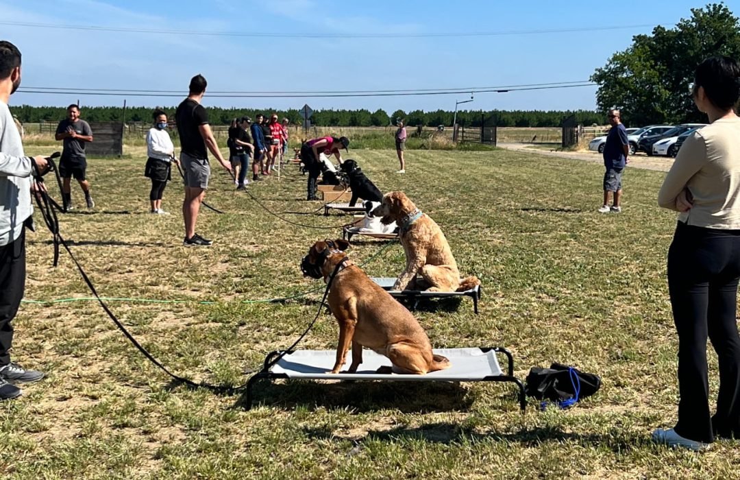 dog training boarding
